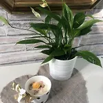 Casa Nonna Elide Апартаменты *